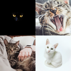 温和训练猫梦想
