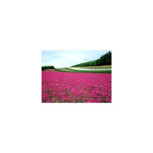 Sleep BGM Galileo Galilei and Mindfulness