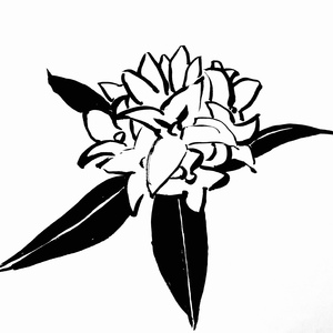 エバーグリーン