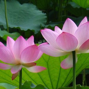 指尖笑-不问ciaga（阮砚奚 remix）