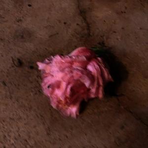 《不想老去的姑娘》词曲唱 赵鑫