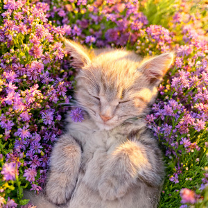 Calma Del Sosegante Gato