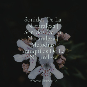 Momentos De Tranquilidad