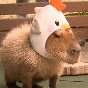 レッド・パージ!!!