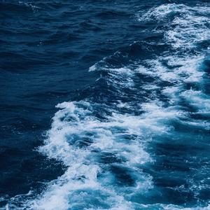 白鸽乌鸦相爱的戏码