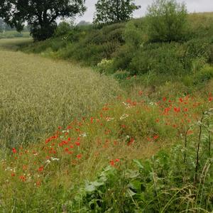 Konsert (Hjärtats Kammare)
