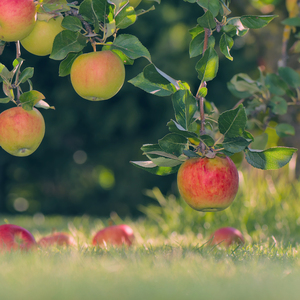 美好时光静好 (安静轻音乐)