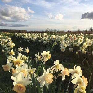 偏偏(cover廖俊涛)