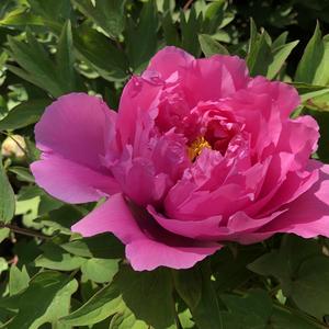 《共和国之恋》赵鑫