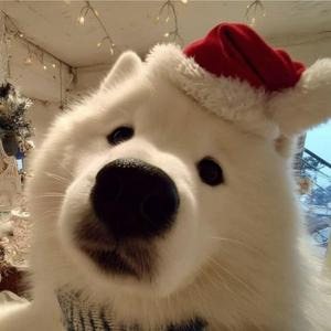 Credit Card Christmas