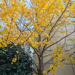 落叶