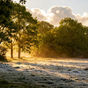Qanmas Saga Tikilgan Kozum