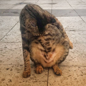 Cat with Snare Drums