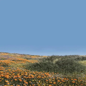 那一季夏花落下 (森林白噪音)