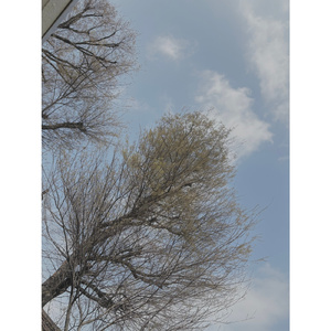 春