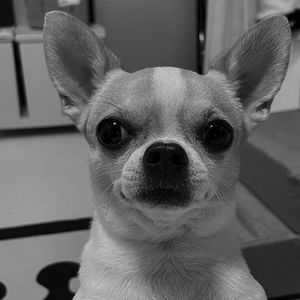 DOG买家（prod.STORMY）