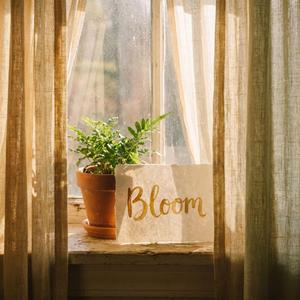 Bloom