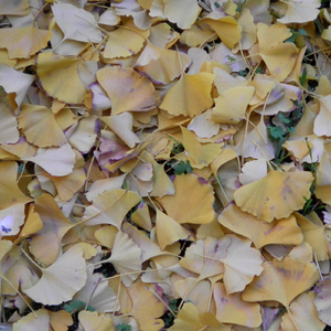 Greensleeves