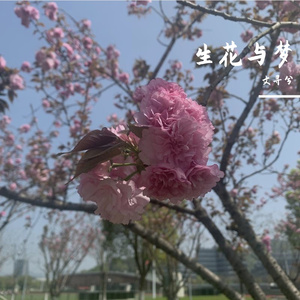 生花与梦