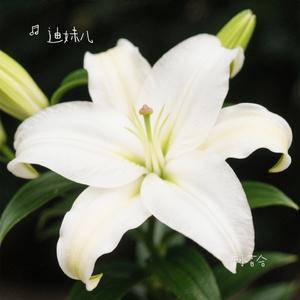 香水百合（Cover 张韶涵）