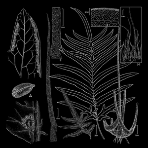 Дыхание клеток