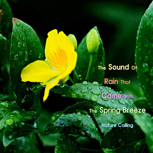 잔잔하게 내리는 봄비