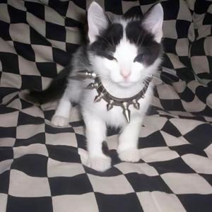 [Free]Hyperpop x otaku rave type beat