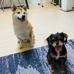 氧气（cover：郝蕾）