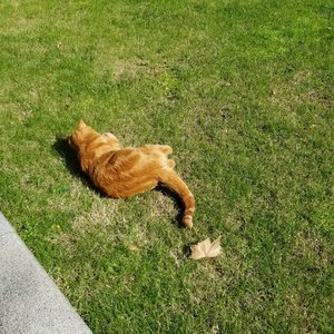 想和你一起养只猫