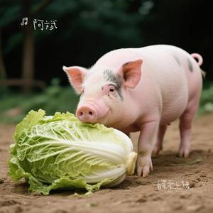 白菜爱上猪 (Cover 杨小壮)