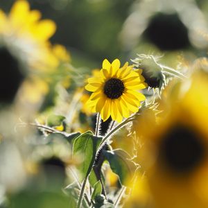 四季之歌 - LOFI Cover