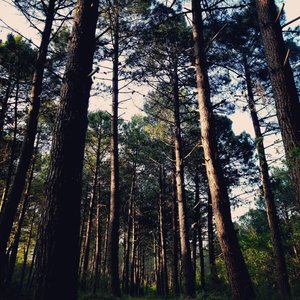 Mundharmonika
