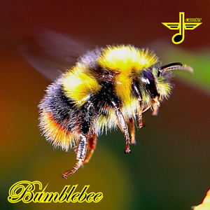 Bumblebee