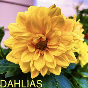 Dahlias