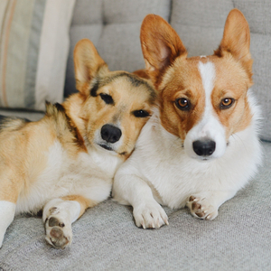 Harmonic Barks to Lounge Beats