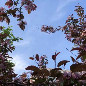 东北师范大学附属中学校歌（remix）