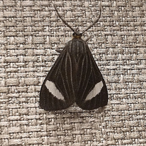 Tammie (Acoustic Version)