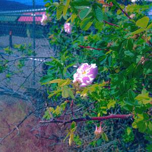 Bindweed