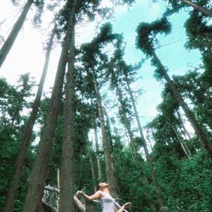 Pine Forest（松林）