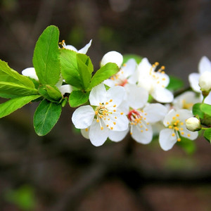 Vợ Người Ta (Remix)