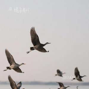 逆风的候鸟
