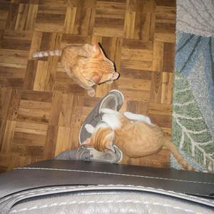 FreeStyle 1 (feat. HipDontTrip)