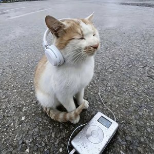 没有新海诚笔下的恋爱