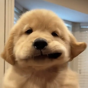 Everyone is dumb (sped up)