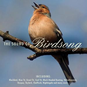 Swift (Birdsong)