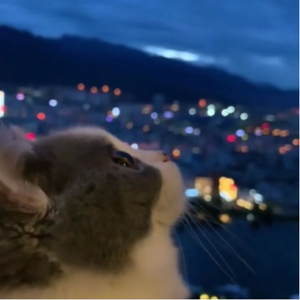 老子从不写情歌（Prod.CodyCash）