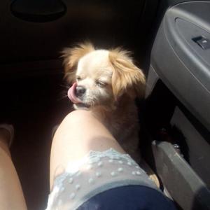 【日文填词】ピンクの思い出(粉红色的回忆)