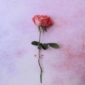 玫瑰（翻自 贰佰）