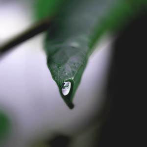 Nureta (Rain)