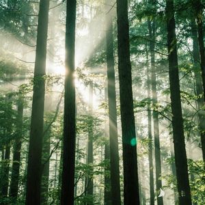 阳光透过林间缝